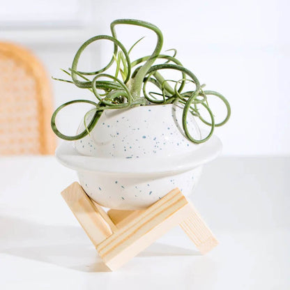 Ceramic Planet Planter with Wooden Stand